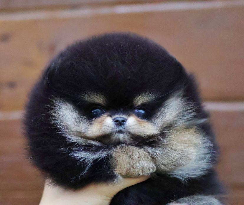 random pup